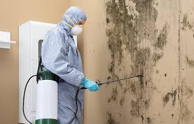 Best Asbestos and Lead Testing During Mold Inspection in Ivyland, PA